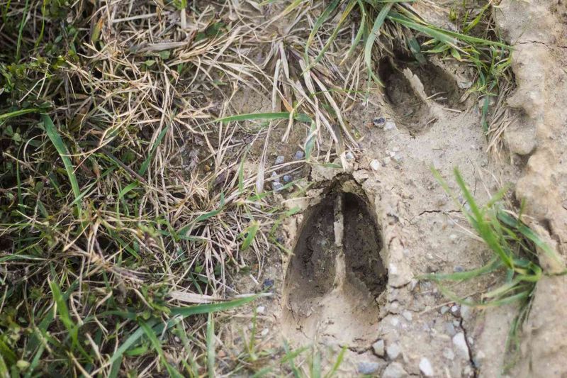 Strange Tracks