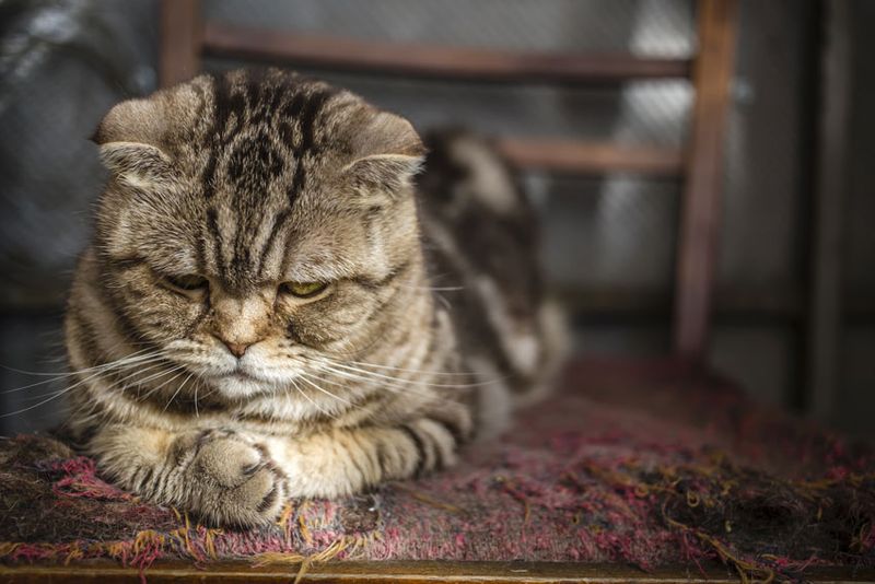 Stress and Anxiety