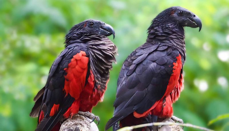 Striking Sexual Dimorphism