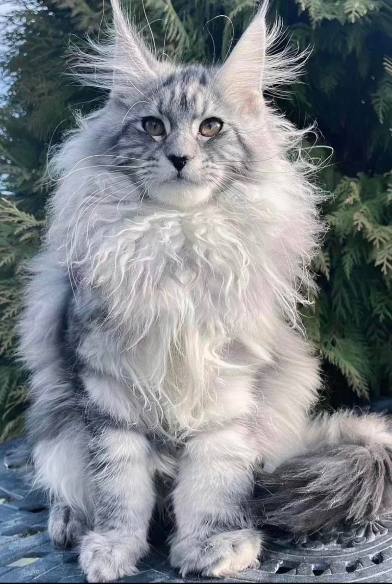 Striking Silver Fur