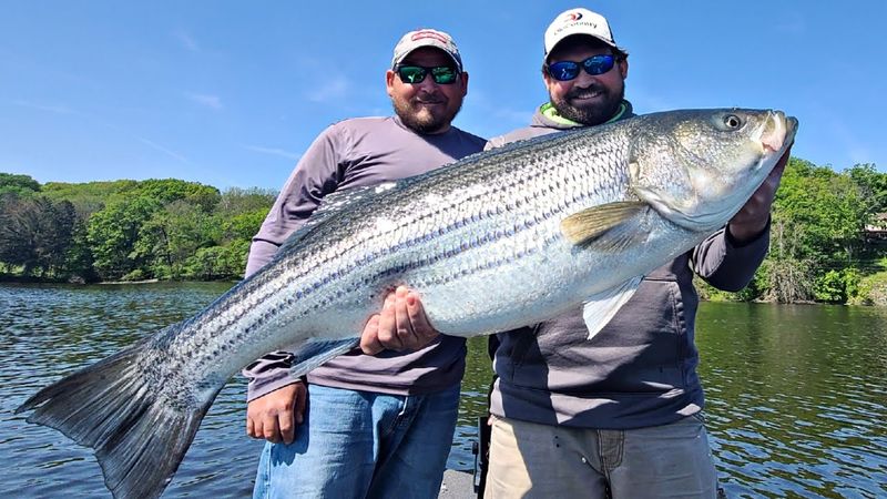 Striped Bass