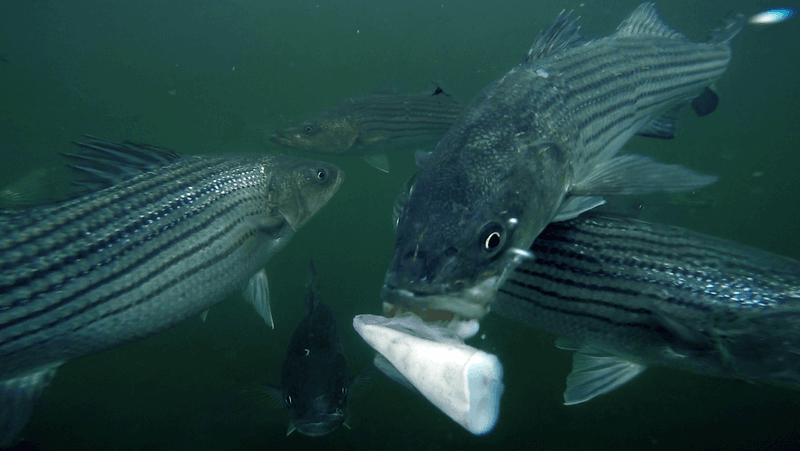 Striped Bass