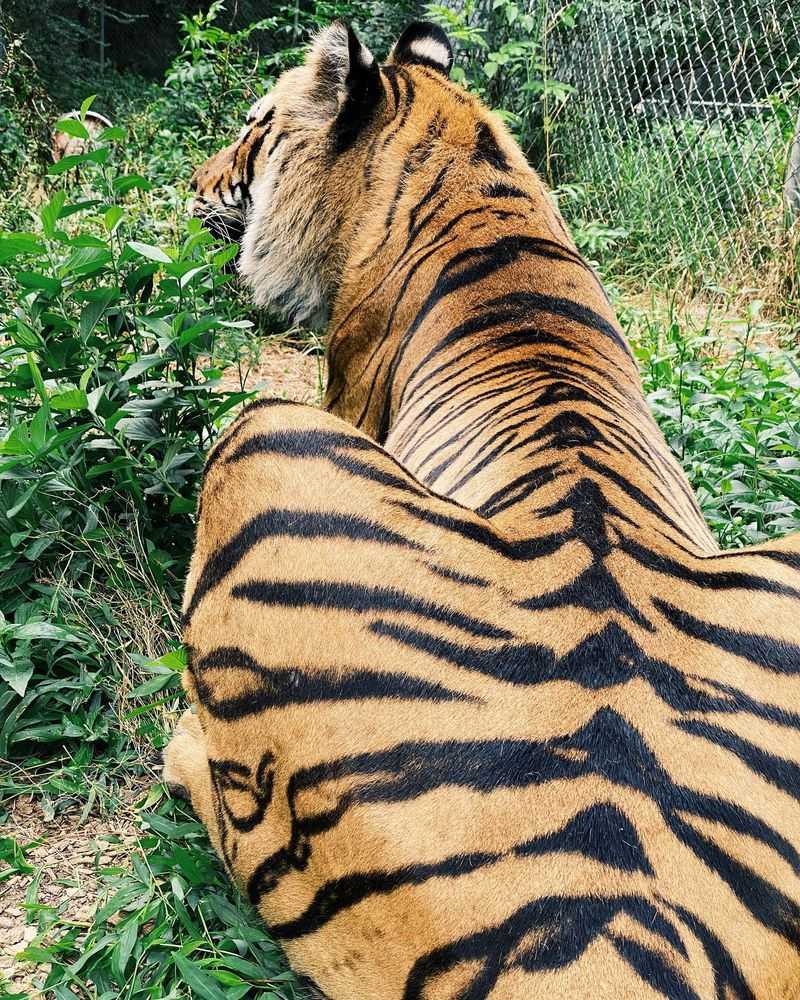 Striped Camouflage