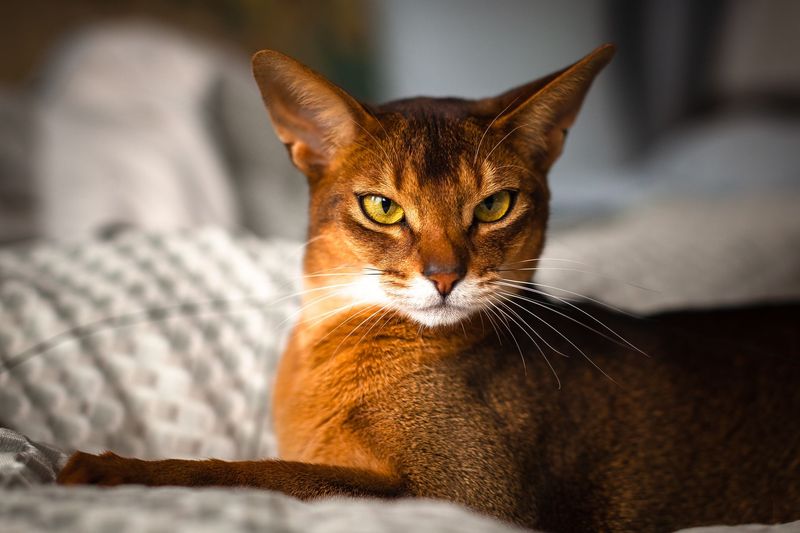 Strong-Willed Personality