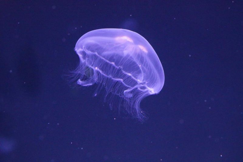Stunning Bioluminescence