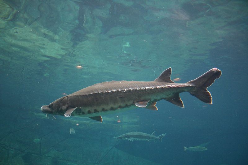 Sturgeon