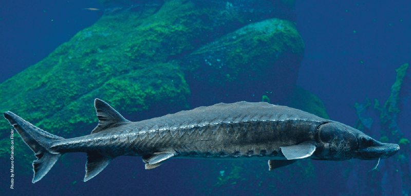 Sturgeon