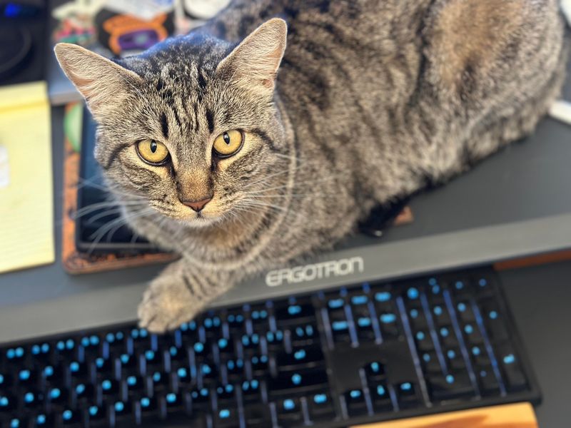 Subscribing to Cat Subreddits