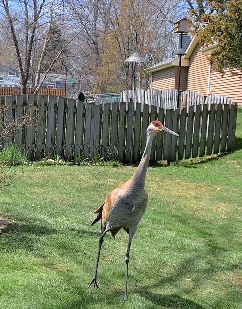 Suburban Yards