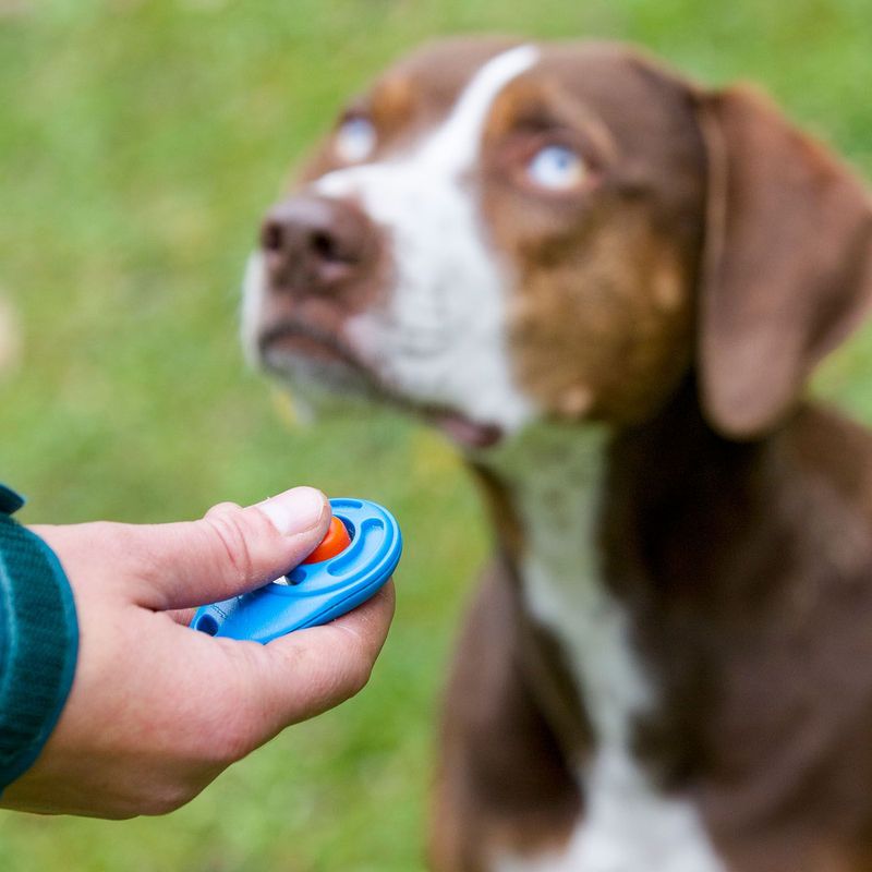 Success: Clicker Training
