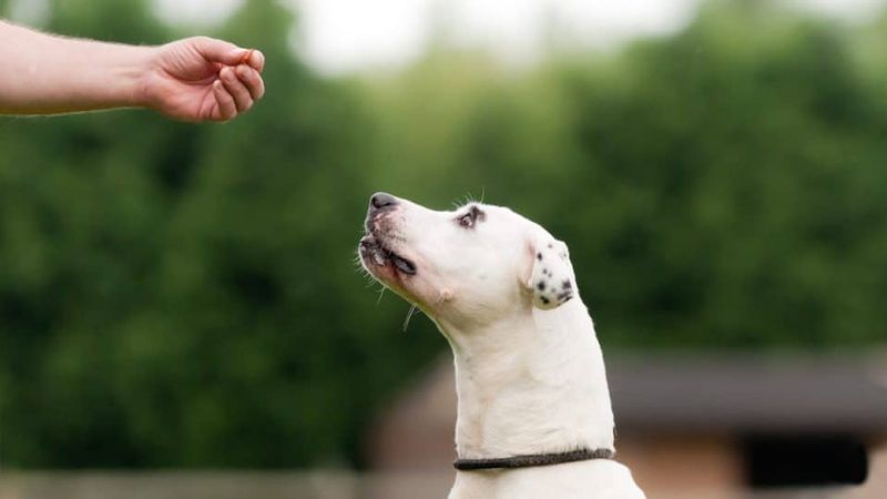 Success: Treat-Based Rewards
