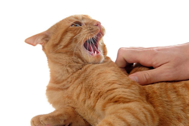 Sudden Aggression