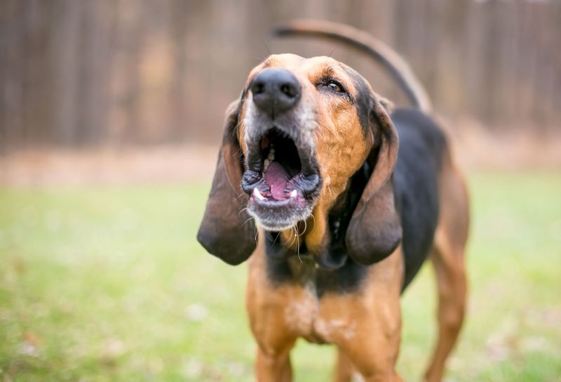 Sudden Barking