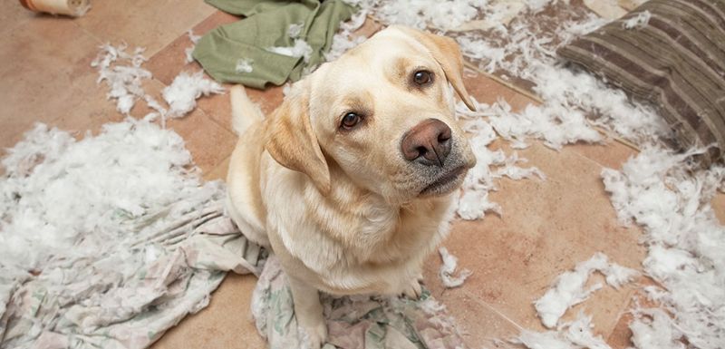 Sudden Destructive Behavior