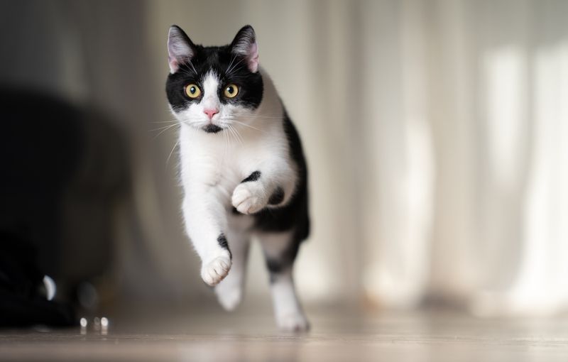 Sudden Pouncing