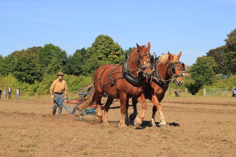 Suffolk Punch