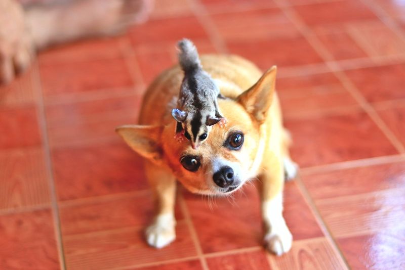Sugar Glider