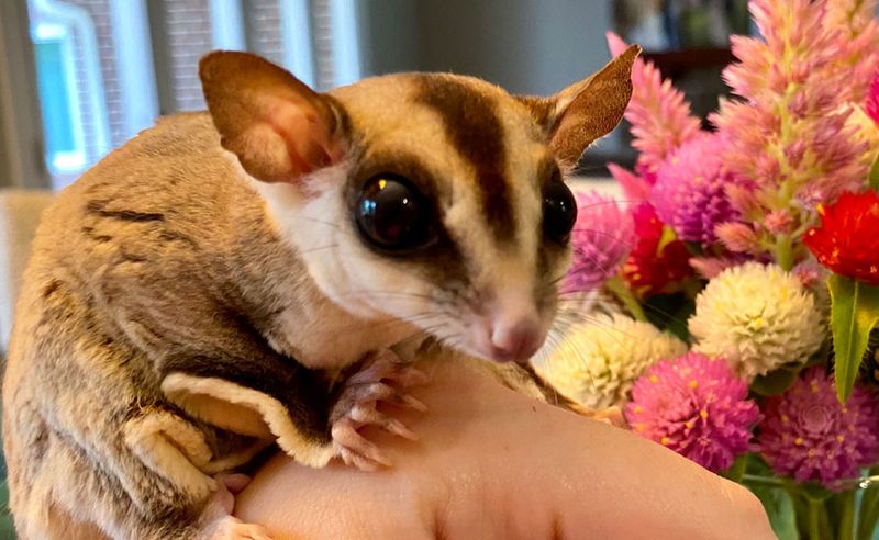 Sugar Glider