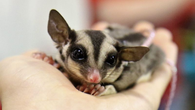 Sugar Glider
