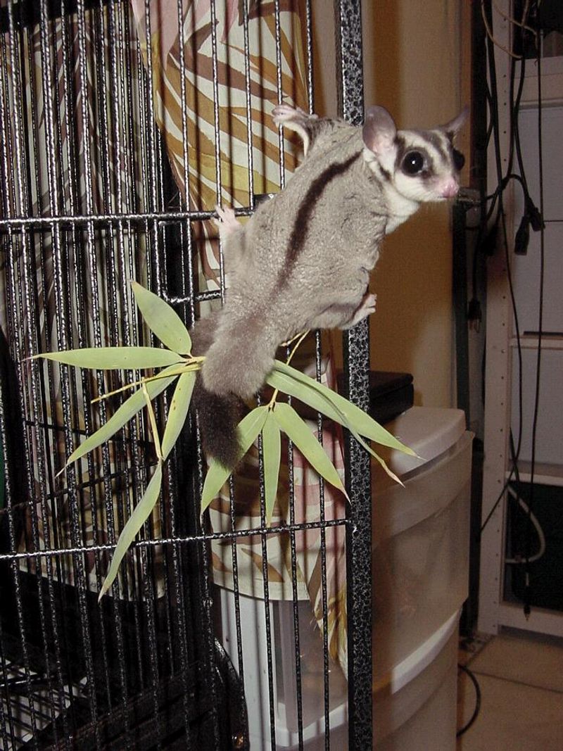 Sugar Glider