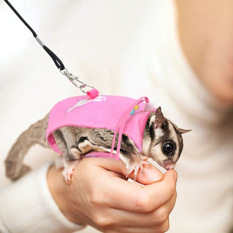 Sugar Glider