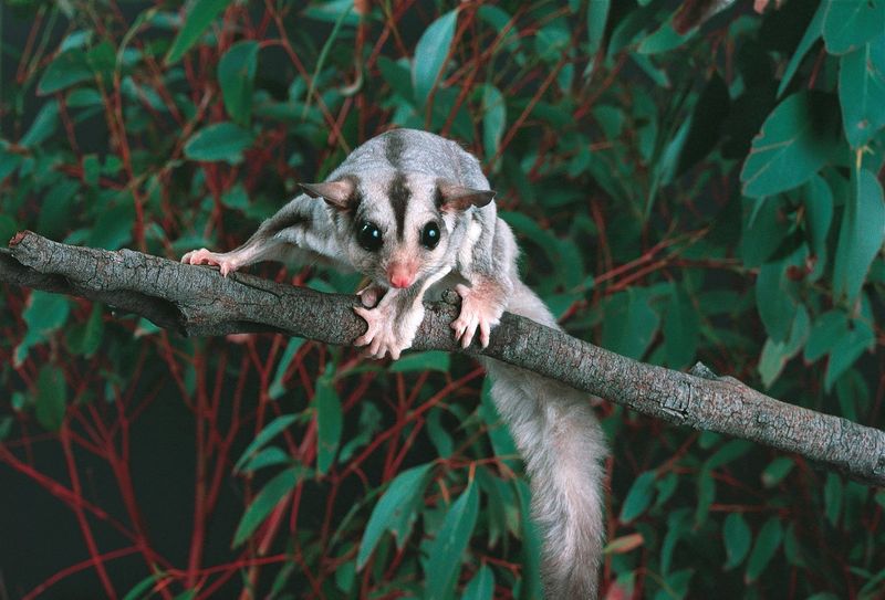 Sugar Glider