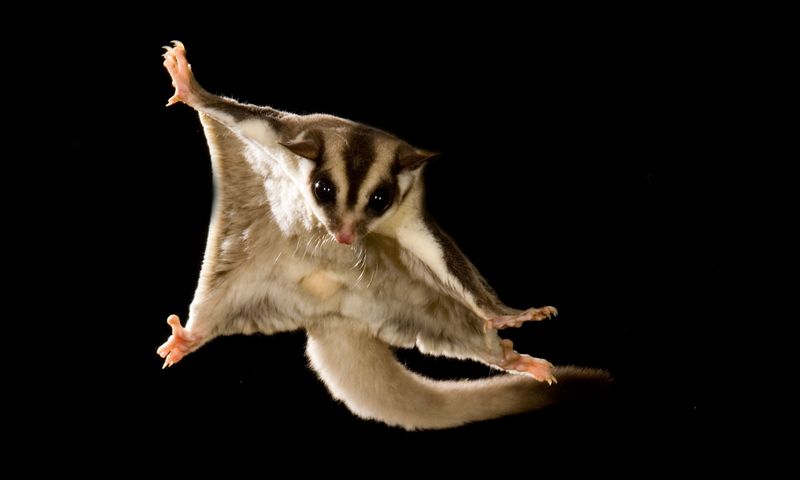 Sugar Gliders: Soaring Commitments