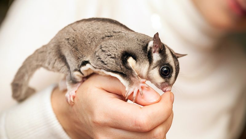 Sugar Gliders