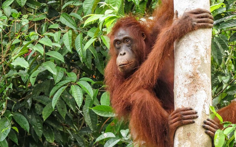 Sumatran Orangutan