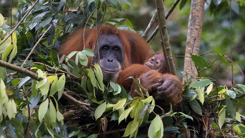 Sumatran Orangutan
