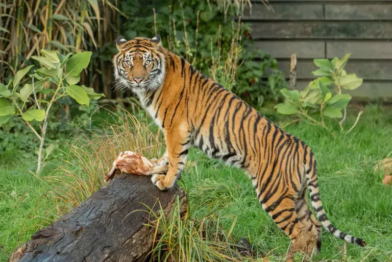 Sumatran Tiger