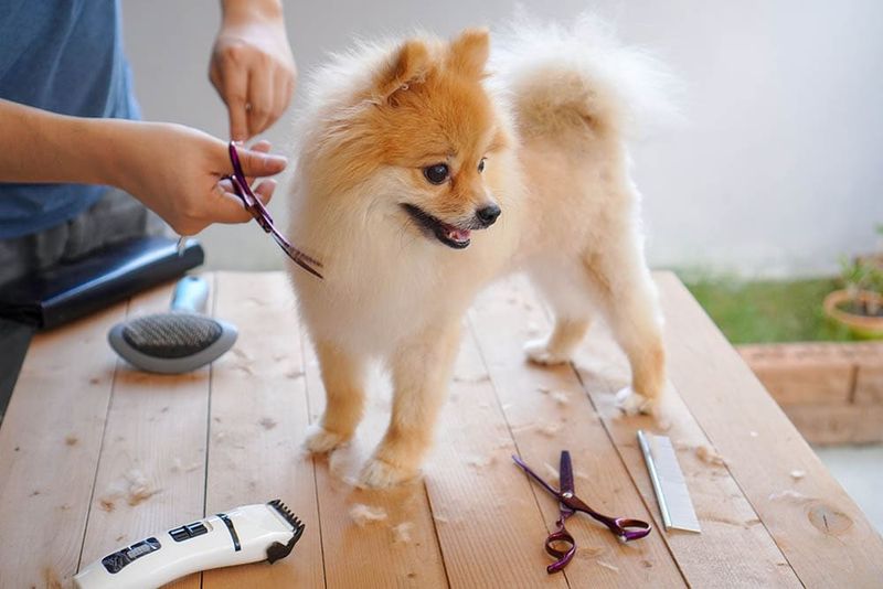 Summer Cuts Are for All Dogs