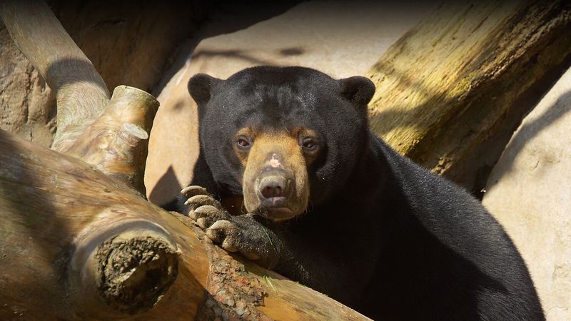 Sun Bear Sunbathing