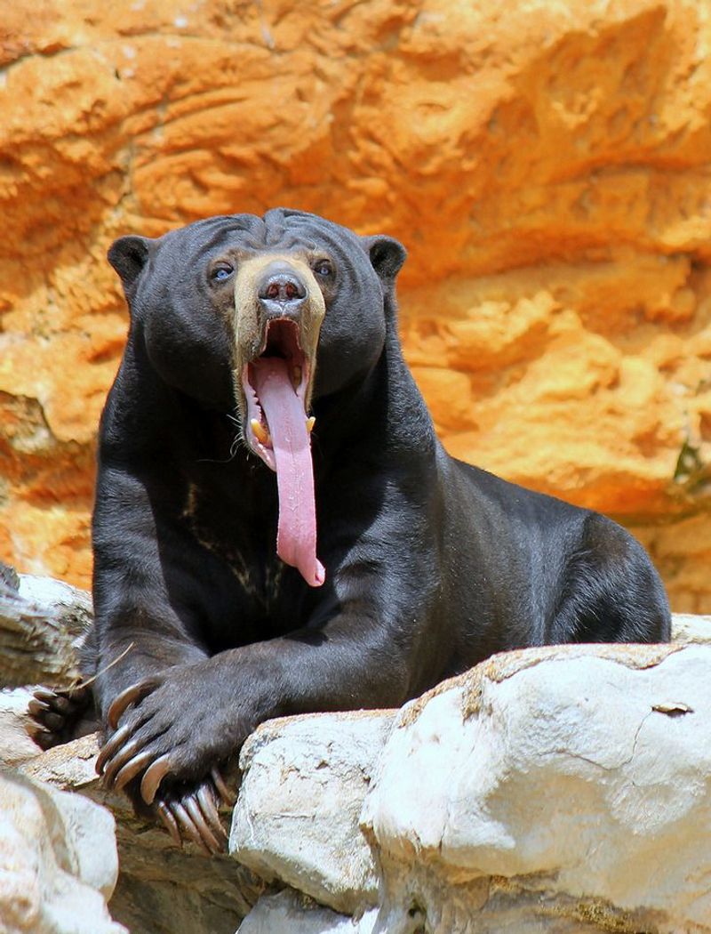 Sun Bears' Insanely Long Tongue