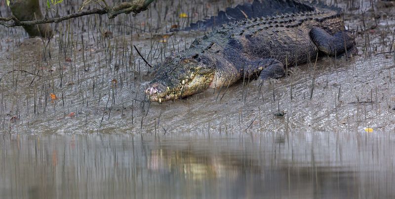 Sundarbans Mangrove Forest, India/Bangladesh