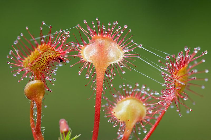 Sundew Plant