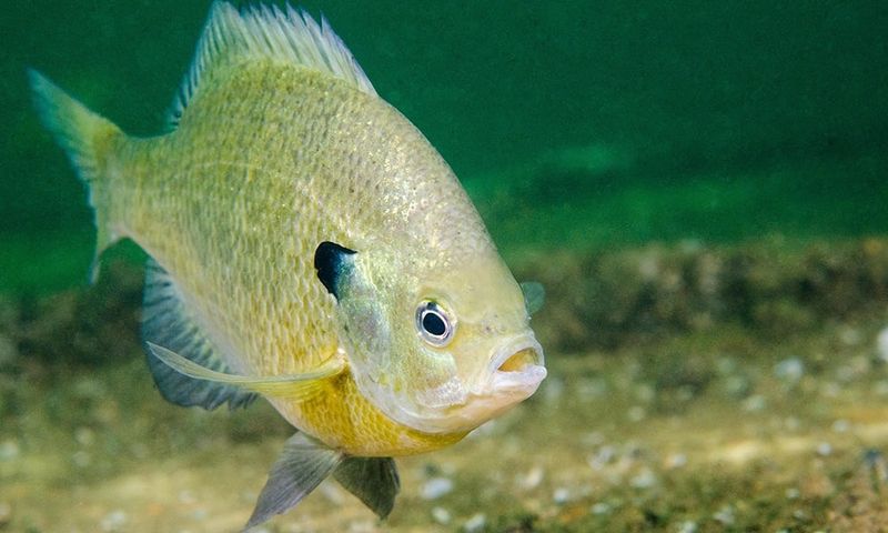 Sunfish