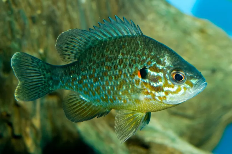 Sunfish