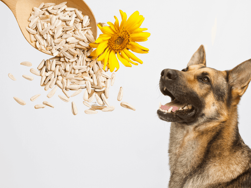 Sunflower Seeds