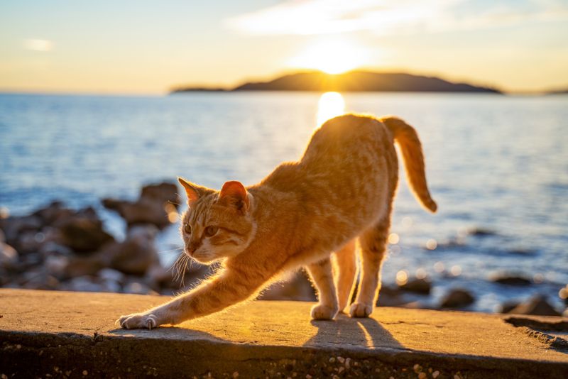 Sunlit Stretching