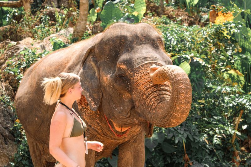 Support Elephant Sanctuaries
