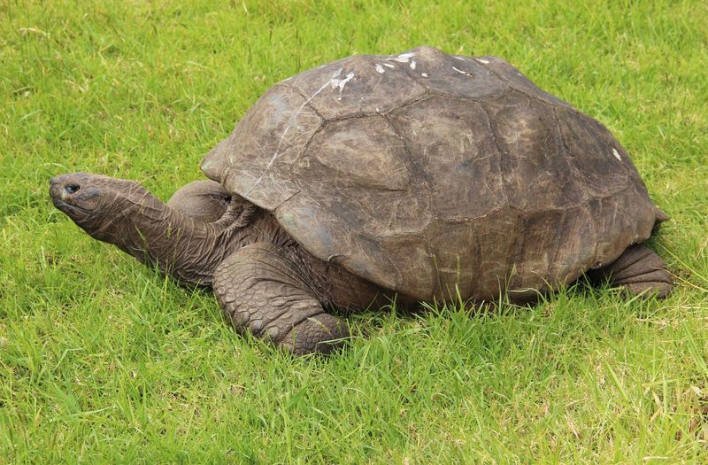 Surprising Lifespan and Longevity