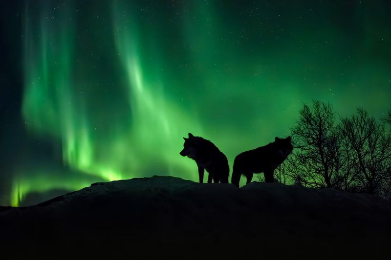 Surviving the Polar Night