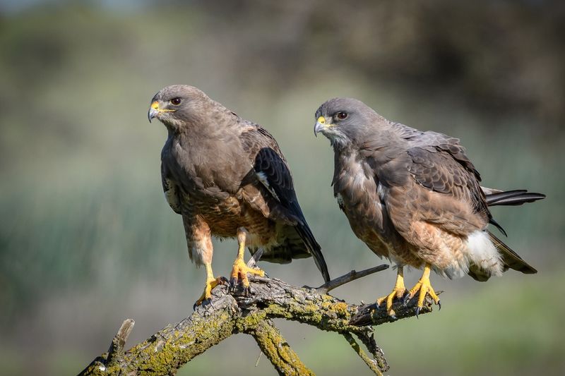 Swainson's Hawk