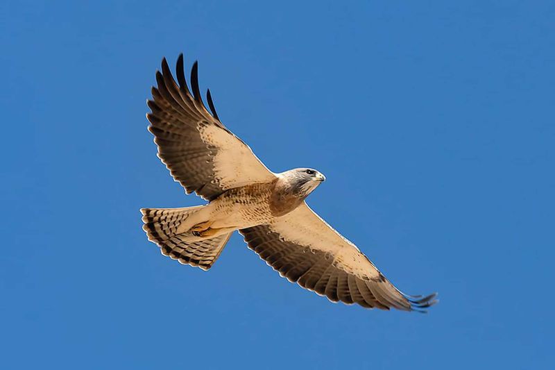 Swainson's Hawk