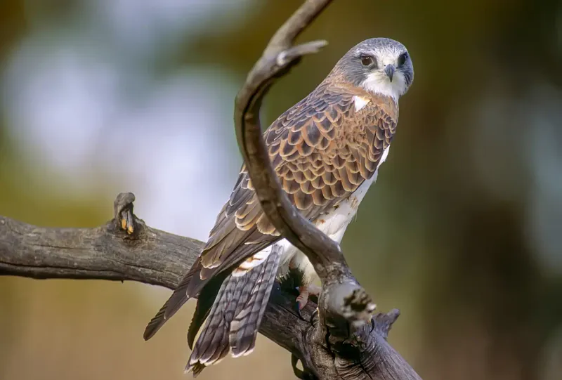 Swainson's Hawk