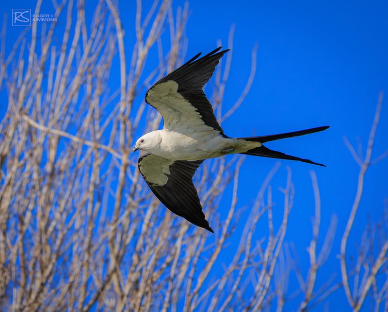 Swallow-tailed Kite