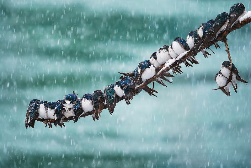 Swallows