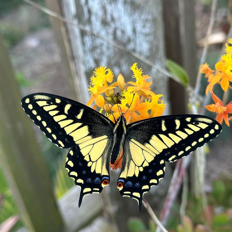 Swallowtail Butterfly