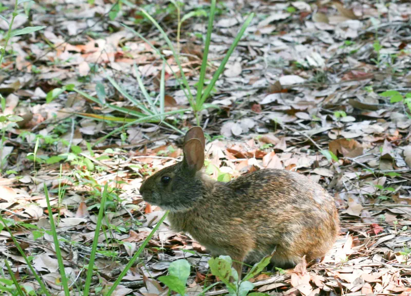 Swamp Rabbit